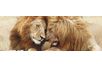 Bild PAIR OF LIONS