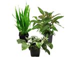 Mutterpflanzen Set mit 3 Tropica xl Topf Pflanzen Aquariumpflanzenset Nr.123