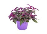 Gynura Purple Passion - Foglia Di Velluto - Ortica Di Velluto - Pianta Viola 12Cm