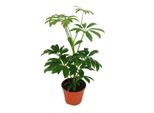 Radiant Aralia - Schefflera - Vaso Da 9 Cm - Pianta D'appartamento - Alta Circa 25 Cm