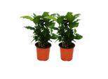 Pianta Del Caffè (Coffea Arabica) 2 Piante - Pianta D'appartamento