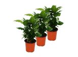 Pianta Del Caffè (Coffea Arabica) 3 Piante - Pianta D'appartamento