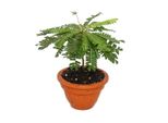 Biophytum Sensitivum - South Sea Palm - Vaso Di Terracotta 9Cm - La Pianta Che Si Muove - Ideale Per I Bambini - Mini Palma