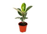 Albero Della Gomma Bianca - Ficus Elastica "Tineke"" - Vaso Da 17 Cm"