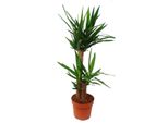 Palma Yucca - Giglio Di Palma - 2 Tronchi Rotondi - Altezza Circa 80 Cm