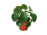Pilea Peperomioides - Tallero Fortunato - Albero Dei Soldi Cinese - Pianta Dell'ombelico In Vaso Da 11 Cm