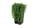 Pisello Su Nastro - Senecio Rowleyanus Vaso 14Cm