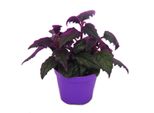 Gynura Purple Passion - Foglia Di Velluto - Ortica Di Velluto - Pianta Viola - 9Cm
