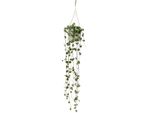 Pianta Da Interno Da Appendere - Ceropegia Woodii - Candeliere - Semaforo 10Cm