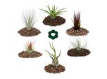 6 Diverse Tillandsie In Un Set