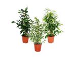 Ficus Benjamini - Set Di 3 - Danielle - Anastasia - Twighlight Vaso Da 12 Cm