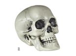 Teschio Di Plastica - Teschio Di Halloween - Decorazione