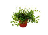 Pianta Da Appartamento - MüHlenbeckia Complexa - Kiwi Poligono - Vaso Da 12 Cm
