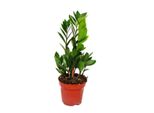 Palma Zamio Dal Cuore Esotico Zamioculcas Zamiifolia 1 Pianta Facile Da Curare Per Purificare L'aria Vaso Da 12 Cm