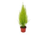Cipresso Esotico Da Interno Cupressus Macrocarpa Wilma 1 Pianta Di Facile Cura E Purificante Per L'aria Vaso Da 12 Cm