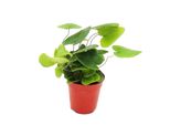 Mini Pianta Hemionitis Arifolia Felce Del Cuore Ideale Per Piccole Ciotole E Vasi Baby Pianta In Vaso Da 5,5 Cm