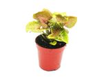 Mini Pianta Syngonium Purpurtute Ideale Per Ciotole E Vasi Di Piccole Dimensioni Baby Pianta In Vaso Da 5,5 Cm