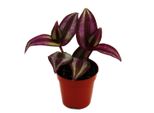 Mini Pianta Tradescantia Fiore Viola A Tre Maestri Strega Dell'acqua Ideale Per Piccole Ciotole E Vasi Pianta Baby In Vaso Da 5,5 Cm