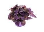 Fiore Esotico A Cuore Triplo Tradescantia Pallida Pianta Da Appartamento Ricadente Di Facile Manutenzione Foglia Rossa Vaso Da 12 Cm Viola