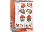 Eurographics Puzzle Brain 1000 Pezzi