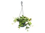 Pianta D'appartamento Da Appendere - Peperomia Tetraphylla - Peperone Nano Da Appendere - Cesto Da Appendere Da 14 Cm