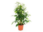 Ficus Benjamini "Anastasia"", Betulla Fico 14Cm"
