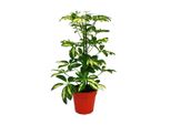 Schefflera A Cuore Esotico Con Foglie Bianche 1 Pianta Di Facile Manutenzione Per Piante D'appartamento Che Purificano L'aria In Un Vaso Da 12 Cm