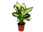 Cuore Esotico Dieffenbachia "Camilla"" 1 Pianta Facile Da Curare Pianta D'appartamento Che Purifica L'aria Vaso Da 12 Cm"