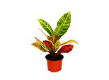 Cuore Esotico - Arbusto Magico - Codiaeum "Petra"" - 1 Pianta - Facile Da Curare - Purificante Dell'aria - Vaso Da 12 Cm"