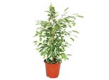 Ficus Twilight Cuore Esotico Di Betulla Foglie Bianche 1 Pianta Di Facile Manutenzione Che Purifica L'aria - Vaso Da 12 Cm