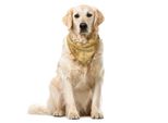 Abakuhaus Bandana Damascata Per Animali Domestici, Classico Motivo Floreale, 40X40 Cm, Senape Ambra