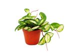 Pianta Da Interno Appesa - Hoya Carnosa Tricolore - Fiore In Porcellana - Fiore In Cera 12Cm