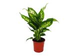 Cuore Esotico Dieffenbachia "Compacta"" 1 Pianta Di Facile Manutenzione Per Piante D'appartamento Che Purificano L'aria In Un Vaso Da 12 Cm"