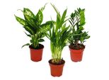 Cuore Esotico - Set Di Piante D'appartamento Dieffenbachia Dypsis Lutescens Zamioculcas 3 Piante Di Facile Manutenzione Che Purificano L'aria In Vaso Da 12 Cm