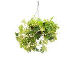 Pianta D'appartamento Da Appendere - Vite Del Re - Cissus Rhombifolia Ellen Danica - Cestino Da Appendere Da 19 Cm