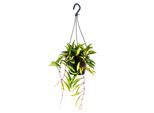 Pianta D'appartamento Da Appendere - Hoya Wayetii Tricolor - Fiore Di Cera 14Cm Cesto Appeso