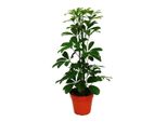 Aroide Esotico A Raggi Cardiaci Schefflera Arboricola Nora A Foglie Verdi 1 Pianta Di Facile Cura Per Piante D'appartamento Che Purificano L'aria In Un Vaso Da 12 Cm