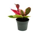 Mini Pianta Hoya Flaming Dream Fiore Di Porcellana A Foglie Rosse Fiore Di Cera Pianta Baby 6,5 Cm Vaso