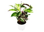 Pianta Da Ombra Con Fogliame Insolito - Calathea Fusion White - Vaso Da 14 Cm - Altezza 40 Cm Circa