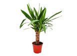 Cuore Esotico - Giglio Di Palma - Palma Yucca - 1 Pianta - Facile Da Curare - Purificatore D'aria - Vaso Da 14 Cm
