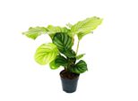 Pianta Ombra Dall'aspetto Zebrato - Calathea Orbifolia - Vaso Da 12 Cm - Altezza Circa 40 Cm