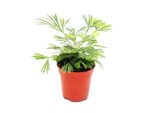 Mini Pianta Actiniopteris Australis Felce A Fronde Palmate Ideale Per Ciotole E Vasi Di Piccole Dimensioni Piccola Pianta In Vaso Da 5,5 Cm