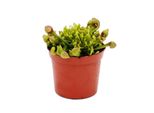 Pianta Tubolare - Sarracenia Psittacina Hybr. "Scarlett Belle"" - Pianta Carnivora - Vaso Da 9 Cm"