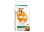 Iams Cibo Secco Per Cani Con Pollo - Cibo Secco Per Cani Adulti A Partire Da 1 Anno Di Età, Adatto A Cani Di Taglia Grande, 3 Kg