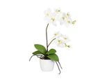 Orchidea Phalaenopsis 60 Cm Crema Pianta Artificiale In Elegante Vaso Di Ceramica Bianca 13 Cm