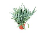Punti Di Felce "Blue Star"", Phlebodium Aureum, 17Cm"