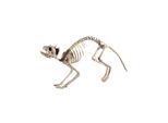Scheletro Di Gatto - Decorazione Horror Per Halloween