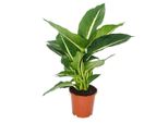 Cuore Esotico Dieffenbachia Magic Green 1 Pianta Di Facile Manutenzione Per Piante D'appartamento Che Purificano L'aria In Un Vaso Da 12Cm