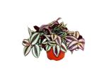 Fiore Esotico A Cuore Triplo Tradescantia Zebrina Pianta D'appartamento Ricadente Di Facile Cura Vaso Da 12 Cm