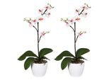 Set Di 2 Orchidee Artificiali Phalaenopsis Cassandra 55 Cm Bianco-Viola In Vaso Di Ceramica 11 Cm